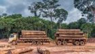 غابات الأمازون تتآكل.. رئة الأرض في خطر