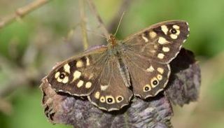 فراشات الخشب المرقطة تكيفت مع تغير المناخ