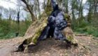 عمرها 1300 عام.. "الموز الشرقي" أقدم شجرة في إسطنبول