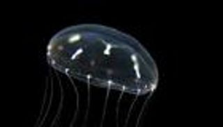 "قنديل البحر" يكشف أسرار أعصاب الإنسان.. علماء يفكون شفرة الغموض