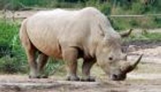 بطائرة "بوينج747".. أكبر عملية نقل لحيوانات وحيد القرن المهددة بالانقراض