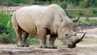 وحيد القرن الأبيض الجنوبي 