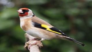 الحسون ضمن الأنواع المهددة بالانقراض في بريطانيا