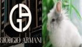 دار أزياء "أرماني" تتخلى عن الصوف الحريري رفقا بـ"أرانب الأنجورا"