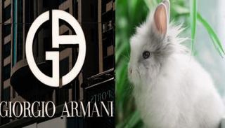 أرماني توسع سياستها للرفق بالحيوان