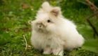 بعد الفراء.. أرماني تتوقف عن استخدام صوف أرنب الأنغورا 