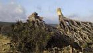 موت شجرة دم الأخوين.. تهديدات تحدق بأيقونة سقطرى اليمنية