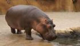 لأول مرة.. إصابة فرسي نهر بكورونا في بلجيكا 