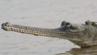 انحراف الحاجز الأنفي.. سمة مشتركة بين البشر وتمساح "الغريال"