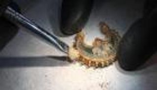 يعود للقرن الـ11.. العثور على قرط ذهبي في حقل بالدنمارك