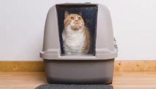 القطط كانت موضوعة في علب بلاستيكية مغلقة- أرشيفية