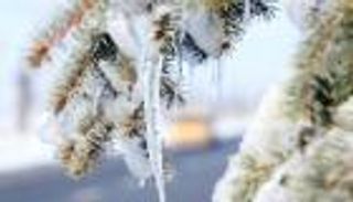 12 تحت الصفر.. الثلوج تجمد النباتات شمالي تركيا