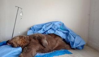 الدب يرقد في المستشفى