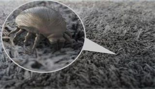 حشرة عث الغبار المنزلي