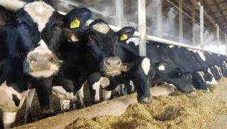 أبقار في مزرعة - أرشيفية