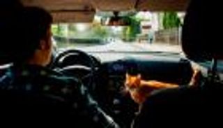 نصائح هامة للسفر برفقة حيوانات أليفة بالسيارة