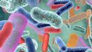 كيف تؤثر الأدوية على بكتيريا الأمعاء؟ دراسة تجيب