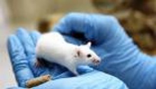 إنجاز علمي.. تقنية تتيح الحصول على فئران من جنس واحد فقط