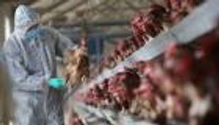 رصد إصابة بشرية بإنفلونزا الطيور في الصين