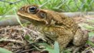 غزو مفاجئ لـ"ضفادع سامة" يثير الذعر في تايوان 