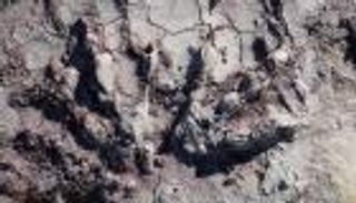 اكتشاف "كنز دفين" للديناصورات عمره 200 مليون سنة