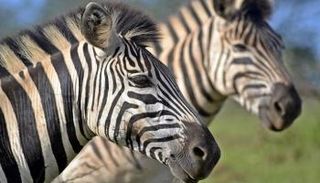 حمار وحشي ثالث مات خلال رحلة الهرب- أرشيفية