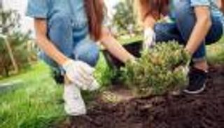 شجرة مجانا عند زيارة هذه الدولة في 2022.. سياحة المناخ الجديدة