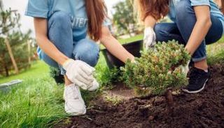 زراعة الأشجار في ويلز