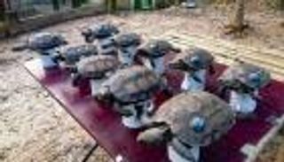 إطلاق سلاحف مزوّدة بـ"أجهزة إرسال" في بنجلاديش.. ما السبب؟