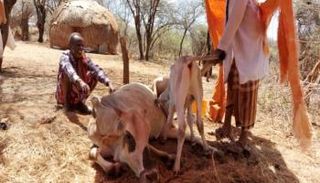 الجفاف طال مناطق واسعة في الإقليم