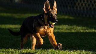 كلب بايدن الجديد 