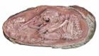 اكتشاف جنين ديناصور متحجر عمره 66 مليون سنة