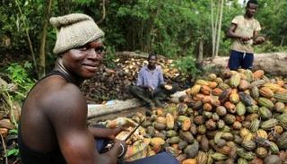 الكاكاو من الصادرات الرئيسية للكاميرون