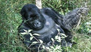 غوريلا جبلية بمحمية البراكين في رواندا