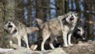 إغلاق حديقة حيوانات فرنسية بعد هروب 9 ذئاب