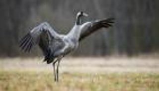 نفوق ألفي طائر كركي بإنفلونزا الطيور في إسرائيل