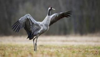 طائر الكركي البري- أرشيفية