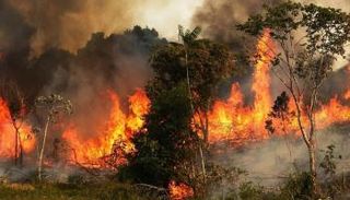 جانب من حرائق الغابات التي شهدها العالم خلال العام