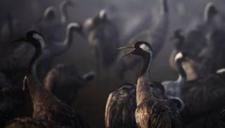 طيور الكركي