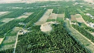 محصول البرتقال في مأرب يواجه أزمة كبيرة