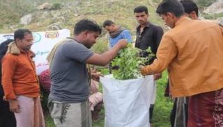 حملة مكافحة النباتات الدخيلة في جزيرة سقطرى