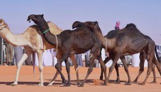 مجموعة من الإبل في السعودية