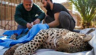 إجراء عملية بتر للقائمة اليمنى لنمر عثر عليه في كردستان العراق