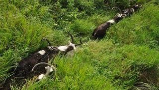 محمية جامبيلا الطبيعية غرب إثيوبيا 