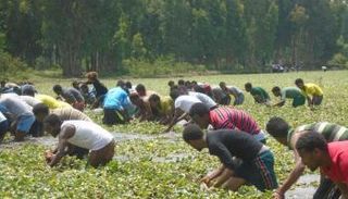 جانب من حملة إزالة ورد النيل