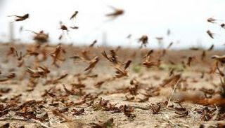 الجراد الصحراوي يهدد الأمن الغذائي في شرق أفريقيا