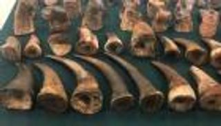 إحباط تهريب قرون حيوانات بـ3.5 مليون دولار بجنوب أفريقيا