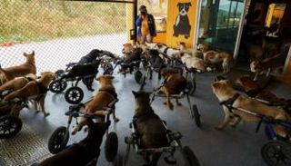 كلاب معاقة في مأوى بتايلاند 