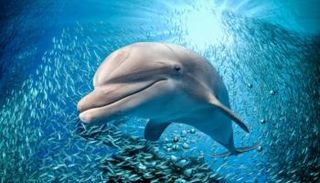 ضجيج الآلات والسفن يصيب الدلافين بالصمم أحياناً- أرشيفية