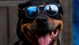 سرقة الكلاب تنتعش في بريطانيا مع انتشار جائحة كورونا